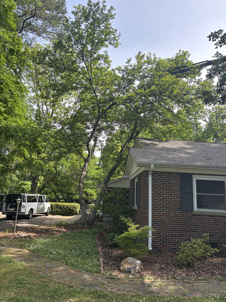 Before: large tree on Huntsville property prior to removal